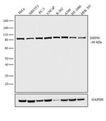 HSP90 alpha Antibody in Western Blot (WB)