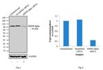 HSP90 alpha Antibody in Western Blot (WB)