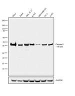 Caspase 9 Antibody in Western Blot (WB)