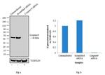 Caspase 9 Antibody in Western Blot (WB)