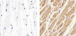 Caspase 9 Antibody in Immunohistochemistry (Paraffin) (IHC (P))