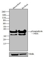 Synaptophysin Antibody in Western Blot (WB)