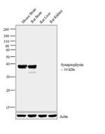 Synaptophysin Antibody in Western Blot (WB)