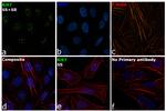 Ki-67 Antibody in Immunocytochemistry (ICC/IF)