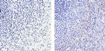 MMP9 Antibody in Immunohistochemistry (Paraffin) (IHC (P))