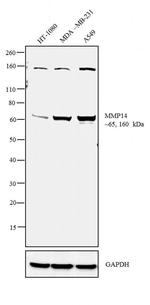 MMP14 Antibody in Western Blot (WB)
