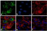 iNOS Antibody in Immunocytochemistry (ICC/IF)