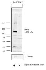 iNOS Antibody in Western Blot (WB)