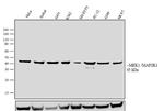 MEK1 Antibody in Western Blot (WB)