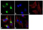 Human Serum Albumin Antibody in Immunocytochemistry (ICC/IF)