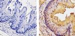 Cyclin D1 Antibody in Immunohistochemistry (Paraffin) (IHC (P))