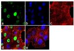 Cyclin D1 Antibody in Immunocytochemistry (ICC/IF)