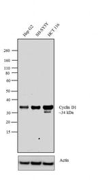Cyclin D1 Antibody in Western Blot (WB)