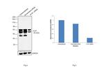 alpha-1 Antitrypsin Antibody in Western Blot (WB)