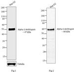 alpha-1 Antitrypsin Antibody in Western Blot (WB)