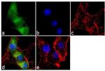Calretinin Antibody in Immunocytochemistry (ICC/IF)