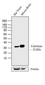 Calretinin Antibody in Western Blot (WB)