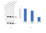 Calretinin Antibody in Western Blot (WB)