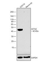 Alpha-Smooth Muscle Actin Antibody in Western Blot (WB)
