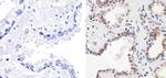 p27 Kip1 Antibody in Immunohistochemistry (Paraffin) (IHC (P))