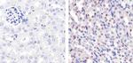 p27 Kip1 Antibody in Immunohistochemistry (Paraffin) (IHC (P))