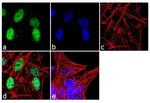 alpha Synuclein Antibody in Immunocytochemistry (ICC/IF)