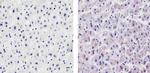 VEGF Antibody in Immunohistochemistry (Paraffin) (IHC (P))