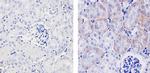 VEGF Antibody in Immunohistochemistry (Paraffin) (IHC (P))