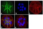 Pan-cadherin Antibody in Immunocytochemistry (ICC/IF)