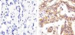 Pan-cadherin Antibody in Immunohistochemistry (Paraffin) (IHC (P))