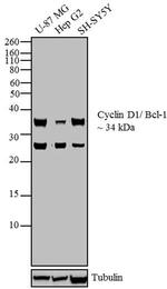 Cyclin D1 Antibody in Western Blot (WB)
