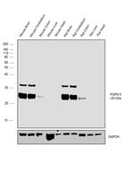 PGP9.5 Antibody in Western Blot (WB)