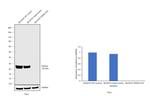 PGP9.5 Antibody in Western Blot (WB)