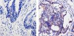 Claudin 1 Antibody in Immunohistochemistry (Paraffin) (IHC (P))