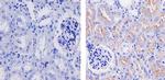 Claudin 1 Antibody in Immunohistochemistry (Paraffin) (IHC (P))