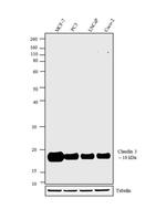 Claudin 3 Antibody in Western Blot (WB)