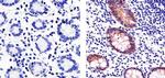 Claudin 3 Antibody in Immunohistochemistry (Paraffin) (IHC (P))