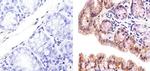 Claudin 3 Antibody in Immunohistochemistry (Paraffin) (IHC (P))