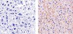 Claudin 3 Antibody in Immunohistochemistry (Paraffin) (IHC (P))