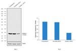 Claudin 3 Antibody in Western Blot (WB)