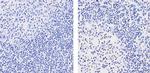 Oct-2 Antibody in Immunohistochemistry (Paraffin) (IHC (P))