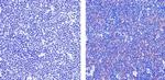 Oct-2 Antibody in Immunohistochemistry (Paraffin) (IHC (P))