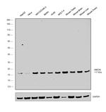 UBC13 Polyclonal Antibody