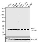 ATG3 Polyclonal Antibody