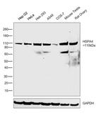 HSPA4 Antibody in Western Blot (WB)