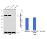 HSPA4 Antibody in Western Blot (WB)