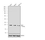 MAX Polyclonal Antibody