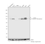 Cullin 4A Polyclonal Antibody