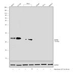 HSPB8 Antibody in Western Blot (WB)