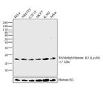 H3K36me3 Antibody in Western Blot (WB)